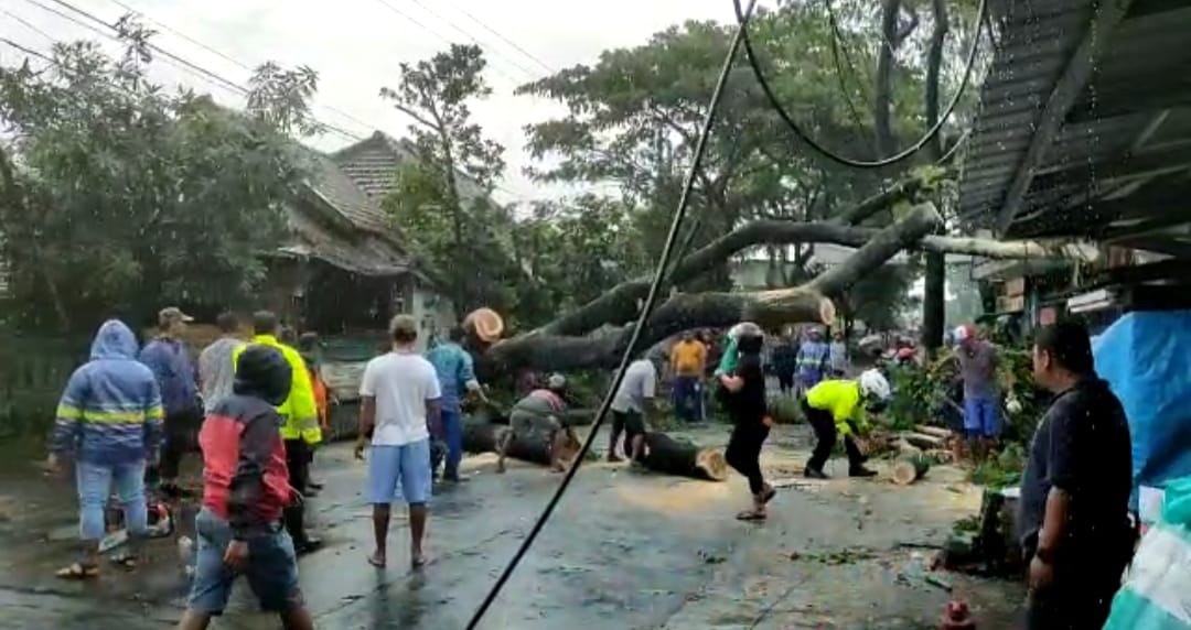 Warga mengevakuasi pohon tumbang di Kepanjen, Kabupaten Malang, Sabtu (19/2/2022).