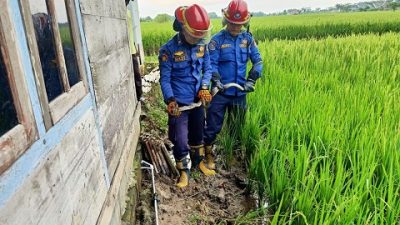 Penangkapan ular yang dilakukan Dinas Pemadam Kebakaran Bojonegoro