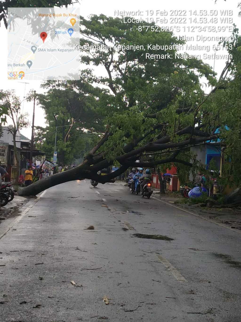 Pohon tumbang. (Foto: Dokumen/Tugu Jatim)