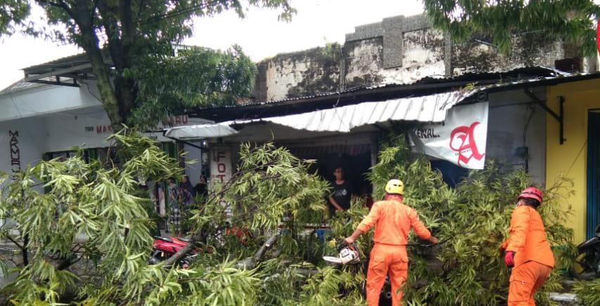 Pohon tumbang. (Foto: BPBD Tuban/Tugu Jatim)