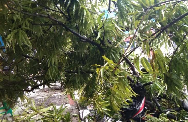 Pohon tumbang. (Foto: BPBD Tuban/Tugu Jatim)