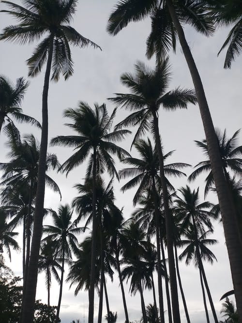 Foto Ilustrasi Pohon Kelapa (sumber Pexels)