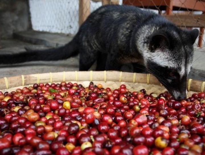 5 Kopi Termahal di Dunia, Ada yang Berasal dari Kotoran Gajah? 5 Kopi termahal. (Foto: Pinterest/Tugu Jatim)