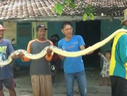 Ular Piton Sepanjang 3 Meter Ditangkap Warga Tuban, Diduga Penyebab Ternak-Ternak Hilang tanpa Jejak