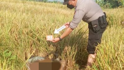 Polisi mengecek sosok mayat petani yang ditemukan di persawahan desa Kalirejo, Kecamatan Sukorejo, Kabupaten Pasuruan.