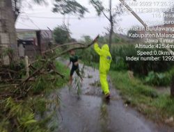 Bululawang Malang Diterjang Hujan Lebat dan Angin Kencang, Petugas Evakuasi Pohon Petai Tumbang