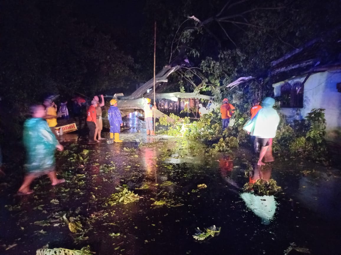 Pohon Trembesi Setinggi15 Meter Roboh Timpa Teras Warga di Kediri 1 Pohon trembesi roboh menimpa teras rumah warga dan membuat lalu lintas tersendat.