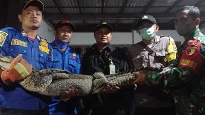 Buaya muara. (Foto: Istimewa/Tugu Jatim)