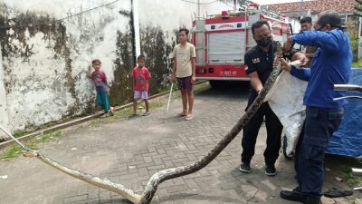 Petugas Damkar Tuban mengevakuasi dua ular berukuran jumbo ke markas Satpol PP dan Damkar, Senin (28/3/2022).