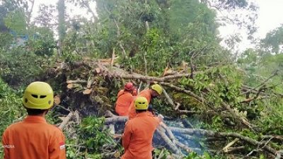 Petugas BPBD Tuban berusaha mengevakuasi pohon jati yang roboh akibat diterjang angin Puting beliung.