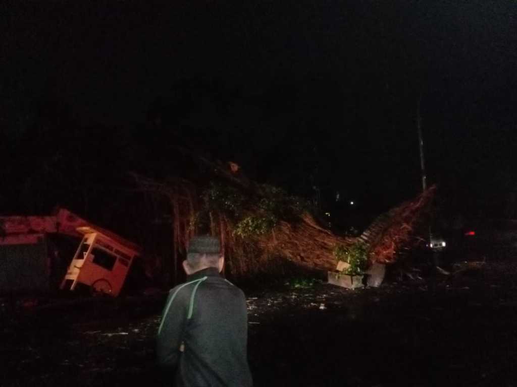 Pohon beringin. (Foto: M. Sholeh/Tugu Malang)