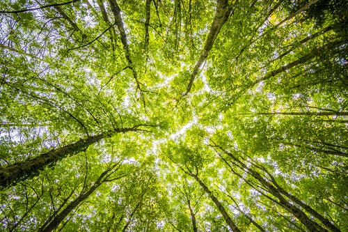 Hari Hutan Sedunia. (Foto: Pexels/Tugu Jatim)
