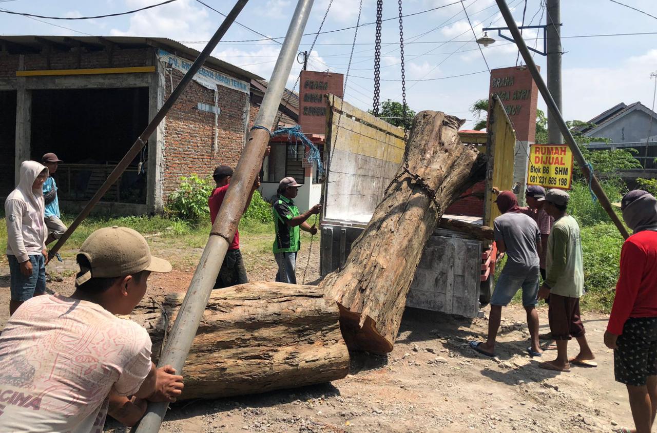 Dugaan Tebang Pohon Sonokeling tanpa Izin, Polisi Periksa Petugas Dinas PU Binamarga Pasuruan 8 Pohon sonokeling. (Foto: Polres Pasuruan/Tugu Jatim)