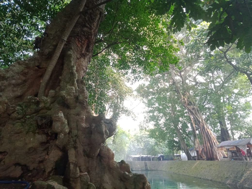 Pohon berukuran besar penghasil oksigen yang membuat udara segar di Sumber Dlopo Kediri.