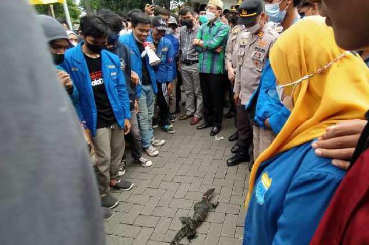 Mahasiswa PMII demo sambil bawa biawak di depan Kantor DPRD Kabupaten Pasuruan, Kamis (21/04/2022).