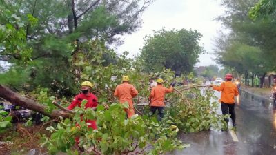 Pohon waru. (Foto: BPBD Tuban/Tugu Jatim)