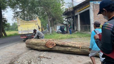 Penebangan liar pohon. (Foto: Polres Pasuruan/Tugu Jatim)