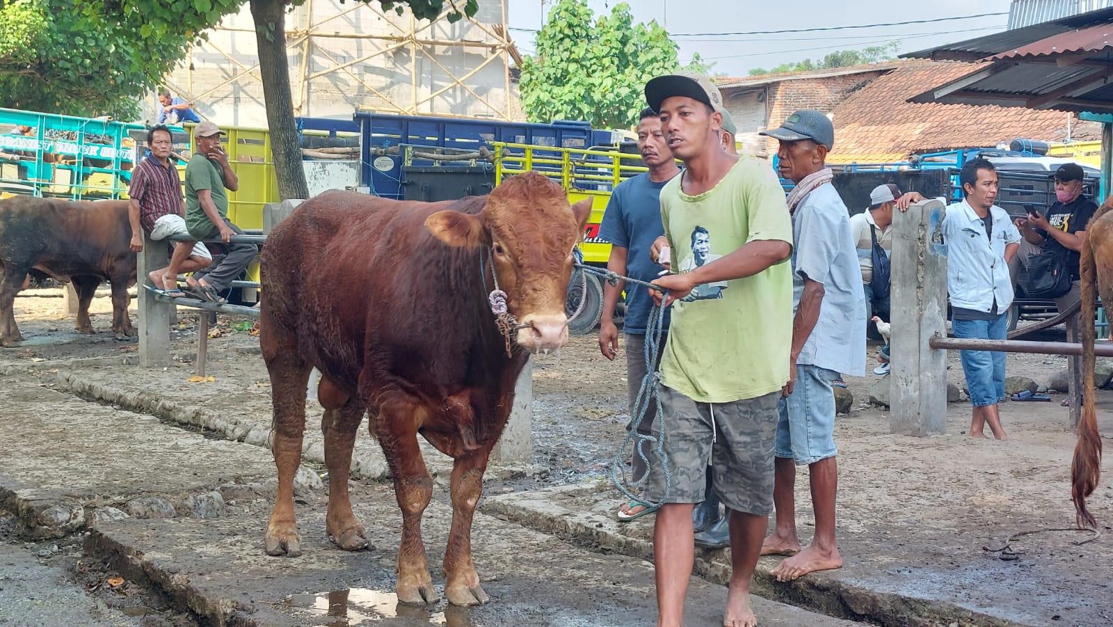 Ilustrasi peternak sapi di Kabupaten Kediri.