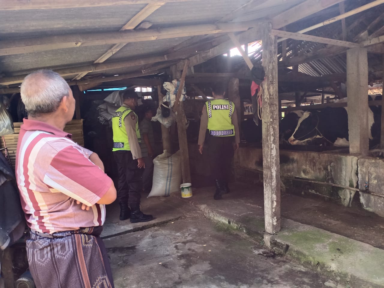Sapi Kota Batu. (Foto: DPKP Kota Batu/Tugu Jatim)