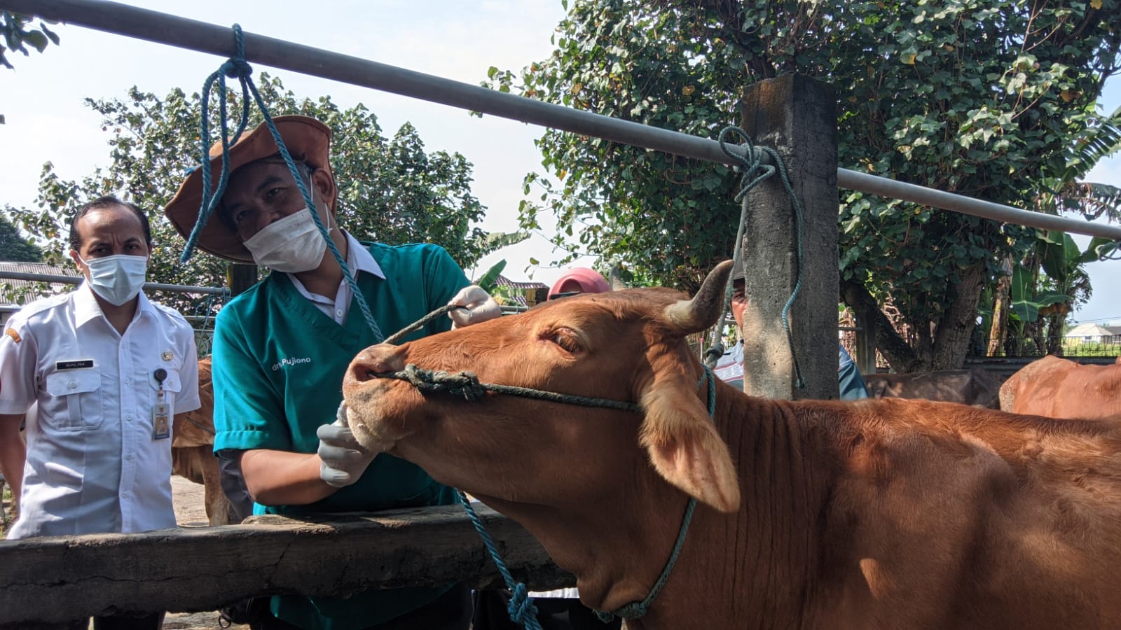 Petugas DKPP melakukan pemerikasaan kesehatan hewan ternak di pasar Muning Mojoroto Kota Kediri.