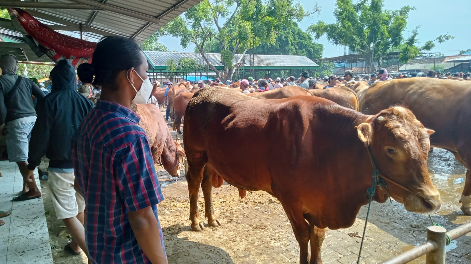 Ilustrasi foto sapi yang ada di pasar hewan Tuban.