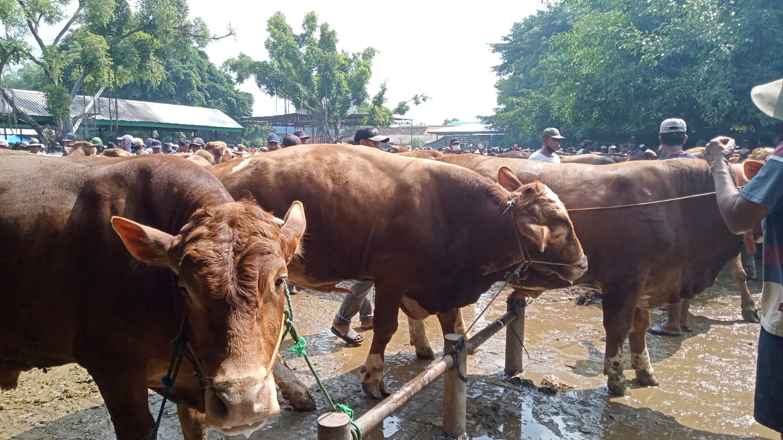 Ilustrasi sapi yang disemprot disinfektan di pasar hewan Tuban.