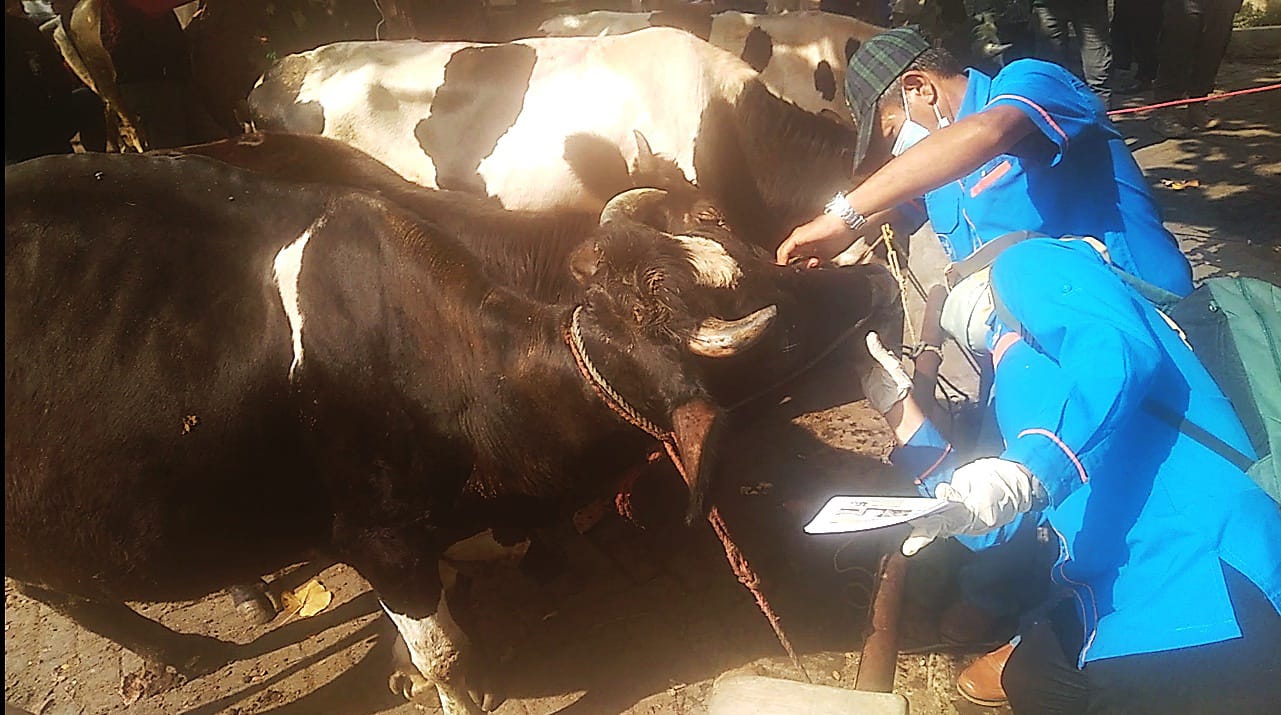 Ilustrasi pengecekan kesehatan sapi di Pasar Ranggeh, Kecamatan Gondangwetan, Kabupaten Pasuruan, beberapa waktu lalu.