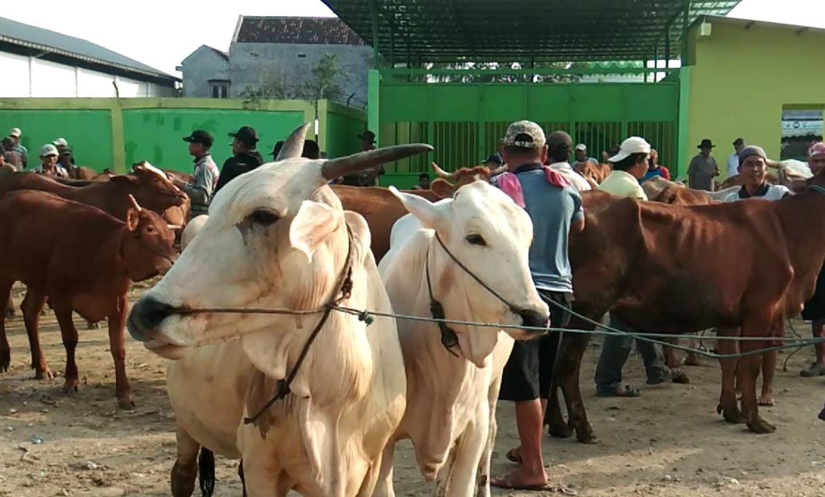 Sapi-sapi yang dipasarkan di Pasar Hewan Balen, Kabupaten Bojonegoro.