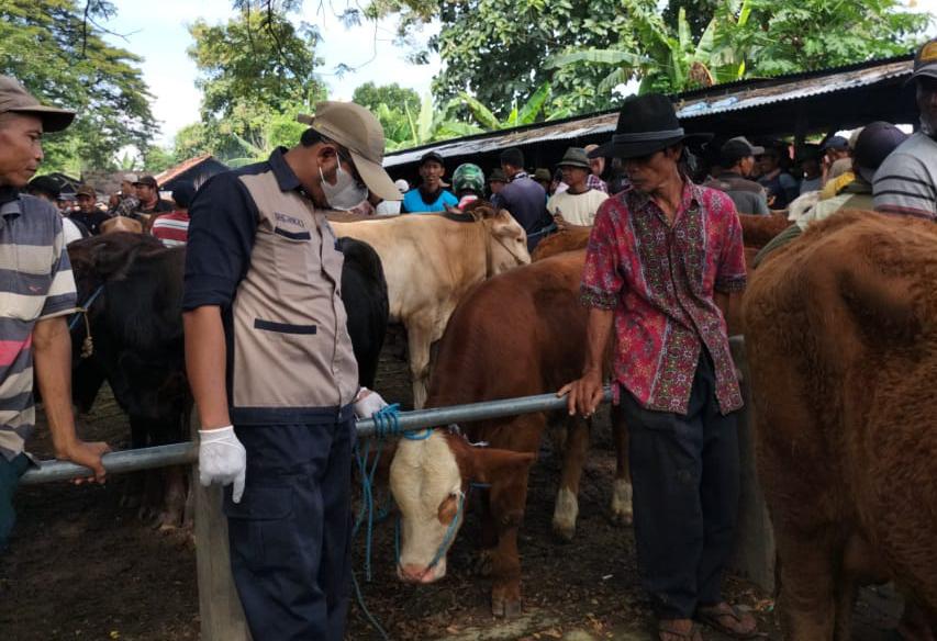 Ilustrasi pemeriksaan hewan oleh petugas medis kesehatan hewan Dinas Ketahanan Pangan, Pertanian dan Peternakan Kabupaten Tuban di pasar sapi Tuban.