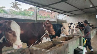 Peternak sapi di Kota Malang memandikan sapi sapinya di kandang.