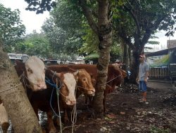 1.696 Ternak Suspek PMK di Kabupaten Malang, Pembukaan Pasar Hewan Dipertimbangkan