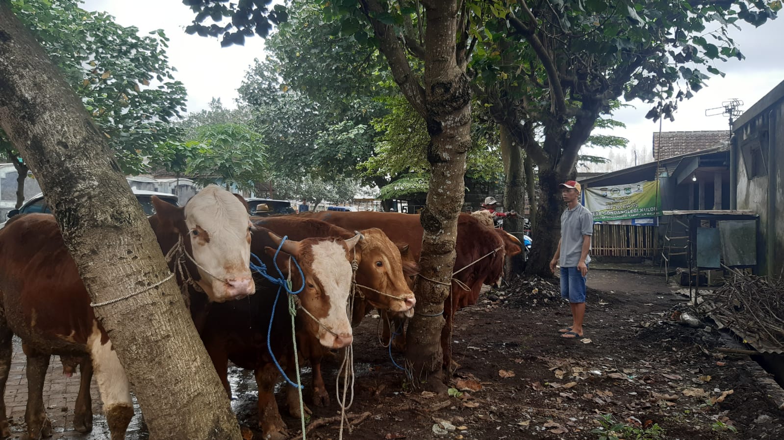 Sapi-sapi yang dijual pedagang di area luar Pasar Hewan Gondanglegi Kabupaten Malang