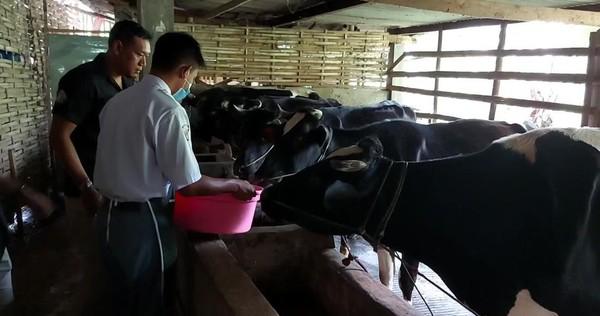 Pelajar SMK Puspo memberikan probiotik gratis untuk peternak sapi di lereng Bromo, Kabupaten Pasuruan.