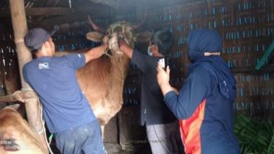 Sapi positif PMK. (Foto: Pemkab Pasuruan/Tugu Jatim)