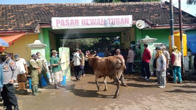 Saat petugas melakukan penyemprotan cairan disinfektan pada sapi yang baru datang dan masuk ke pasar hewan Tuban.