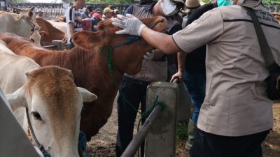 Virus PMK. (Foto: Dokumen/Tugu Jatim)