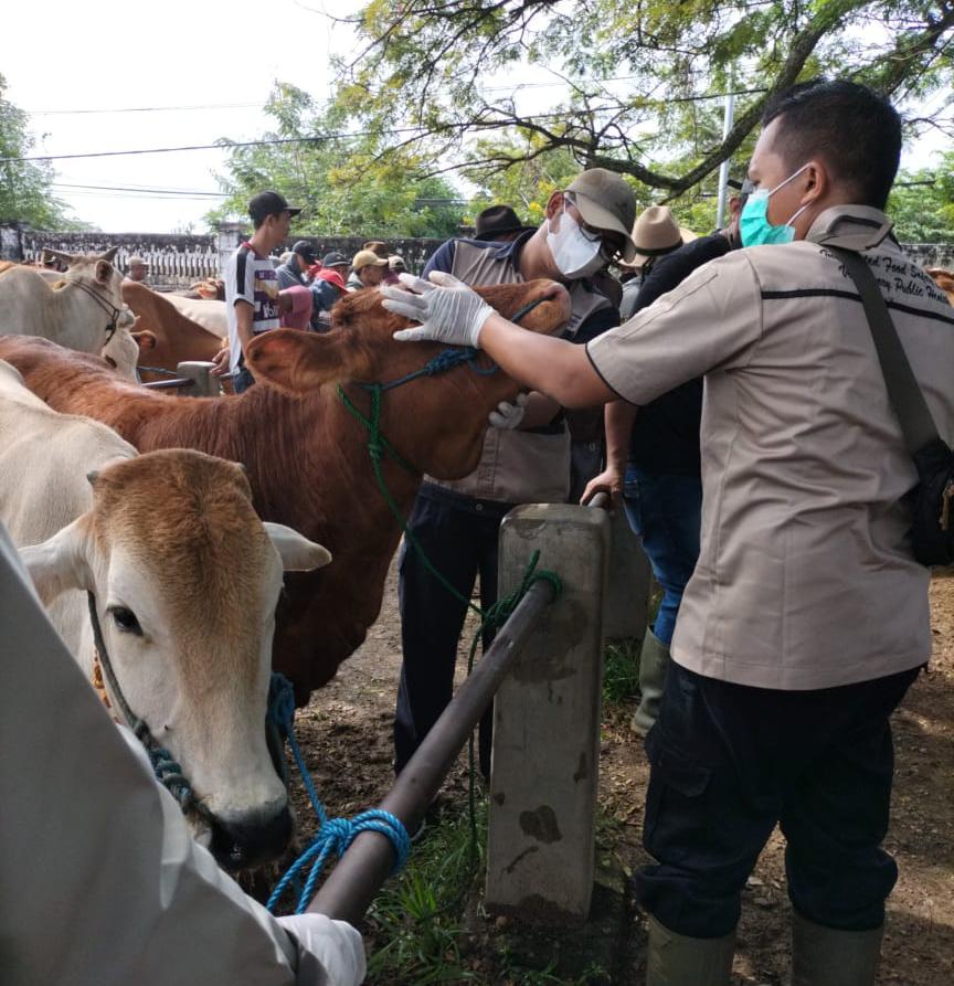 Virus PMK. (Foto: Dokumen/Tugu Jatim)