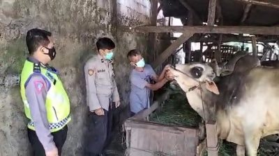 Wabah virus PMK. (Foto: Polsek Purworejo/Tugu Jatim)