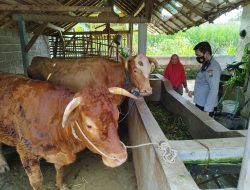 155 Ternak di Kabupaten Malang Positif Terjangkit Virus PMK, Disnakkeswan Imbau Warga agar Tak Panik