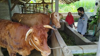 Terjangkit virus PMK. (Foto: Polres Malang/Tugu Jatim)