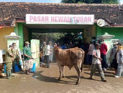 4 Ternak di Rembang Jateng Positif Terjangkit Virus PMK, Dinas Peternakan Tampik Penularan dari Pasar Hewan Tuban