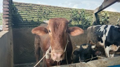 Sapi terjangkit virus PMK. (Foto: M. Sholeh/Tugu Malang)