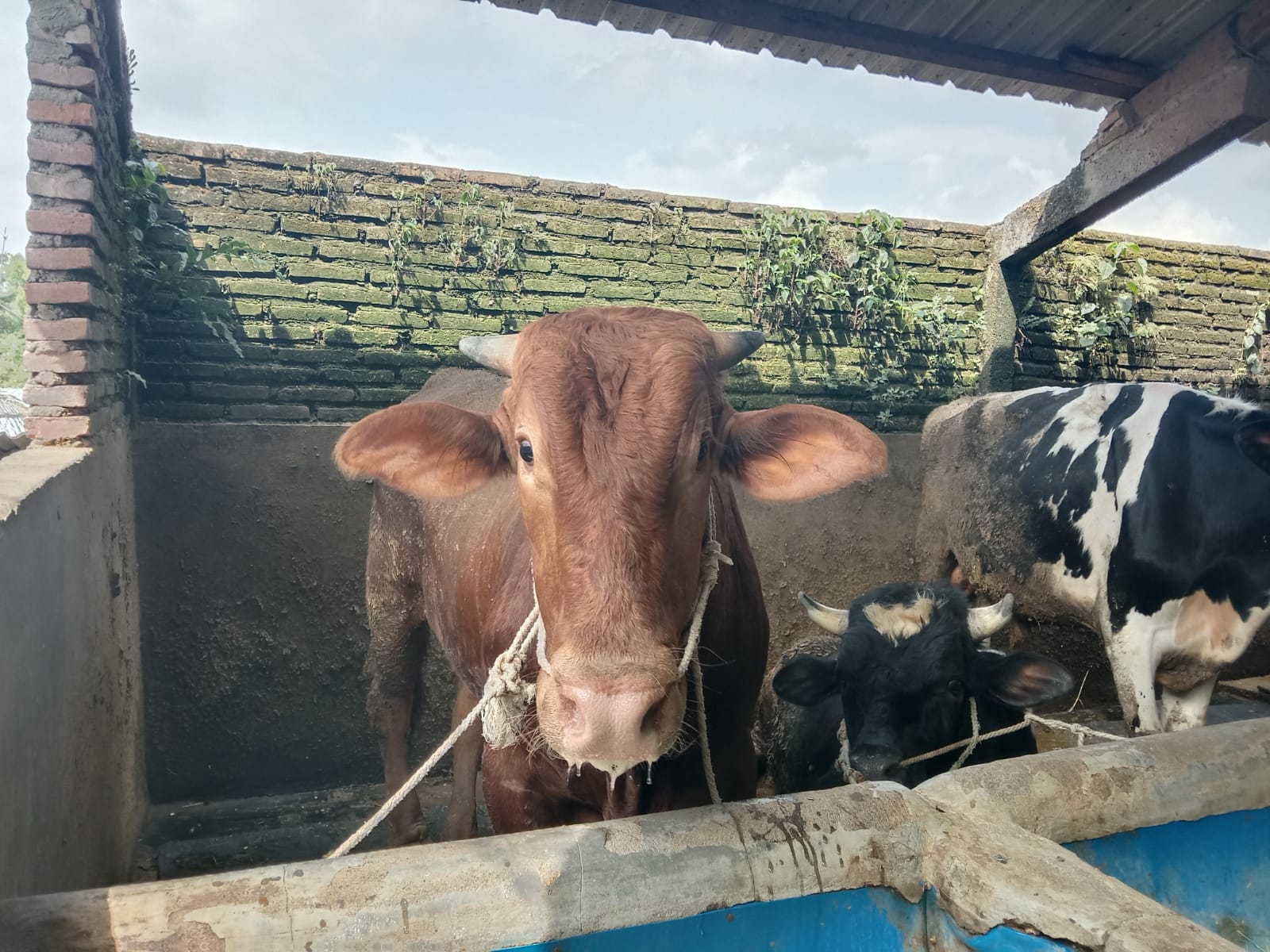 Sapi terjangkit virus PMK. (Foto: M. Sholeh/Tugu Malang)
