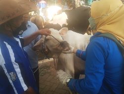 Awas Ternak Tertular Virus PMK 90-100 Persen dari Peternak, Ini Imbauan Dokter Hewan Kabupaten Pasuruan