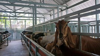 Jelang Idul Adha. (Foto: Dokumen/Tugu Jatim)