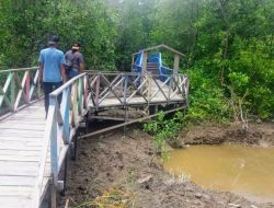 Catatan Mudik (21)-Terbengkalai! Kondisi Miris Ekowisata Hutan Mangrove di Kabupaten Tanjung Jabung Barat Jambi