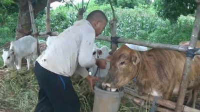 Peternak sapi tradisional. (Foto: Mochamad Abdurrochim/Tugu Jatim)