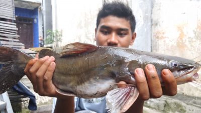 Ikan mati massal. (Foto: Istimewa/Tugu Jatim)