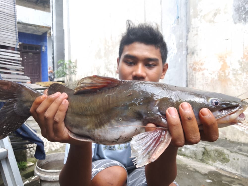 Ikan mati massal. (Foto: Istimewa/Tugu Jatim)