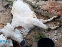 Ilustrasi seekor sapi di Tuban yang terpapar virus PMK.